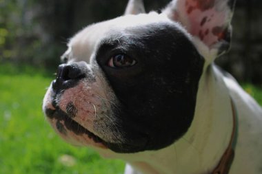 Çimlerin üzerinde yatan yetişkin bir köpeğin yakın plan portresi.