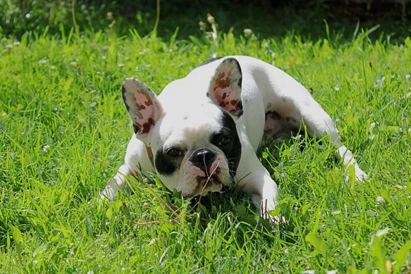 Fransk Bulldog Grönt Gräs Bakgrund — Stockfoto