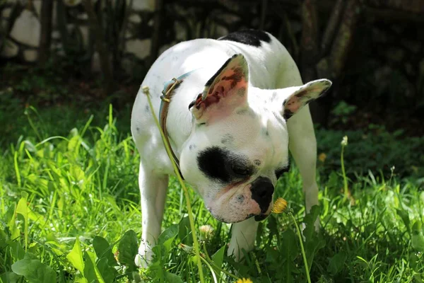 Vit Och Gulhårig Hund Sitter Ett Grönt Gräs Och Tittar — Stockfoto