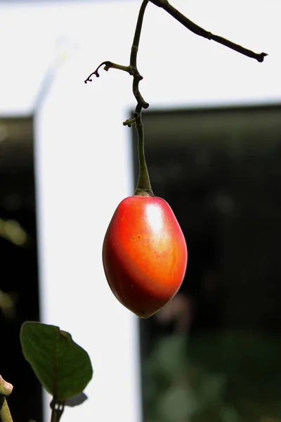 Gros Plan Une Tomate Cerise Rouge Mûre Suspendue Une Branche — Photo