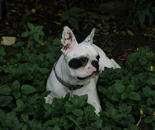 Porträtt Söt Hund Den Gröna Bakgrunden — Stockfoto