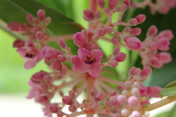 Розовая Орхидея Природе — стоковое фото