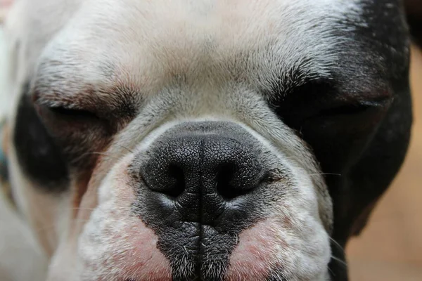 Närbild Ansiktet Fransk Bulldogg — Stockfoto