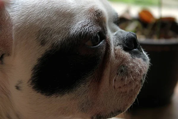 Französische Bulldogge Hautnah — Stockfoto