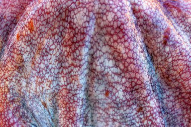 Büyük bir ahtapotun ıslak derisinin dokusu. Parlak soyut arkaplan