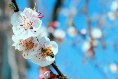 Uçan bir bal arısı, baharın açtığı bahçede bir kayısı ağacını döller. Arı kayısı ağacının çiçeklerinde nektar ve bal poleni toplar..