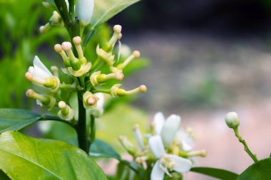 Çiçekler ve tomurcuklar portakal ağacı dallarında. Çiçek açan citrus ağacı, seçici odak