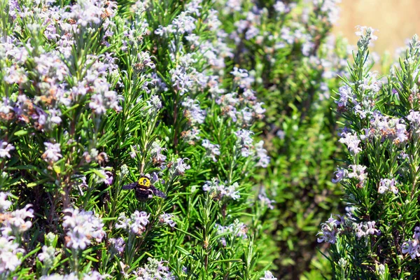 Flygande Honungsbi Pollinerar Rosmarin Vårblommande Trädgård Selektivt Fokus — Stockfoto