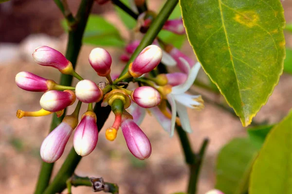 Limon Dallarında Çiçekler Tomurcuklar Çiçek Açan Citrus Ağacı Seçici Odak — Stok fotoğraf