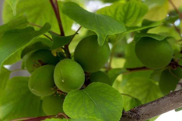 Olgunlaşmamış Yeşil Meyveli Kayısı Ağacı Alt Manzara Seçici Odak — Stok fotoğraf