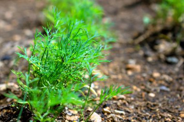 Bahçede yetişen taze bir dereotunun yakın çekimi, organik ev bahçeleri. Seçici odak