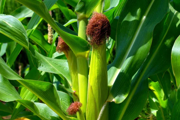Närbild Grön Färsk Sockermajs Kolv Majs Fält Ekologiskt Jordbruk — Stockfoto
