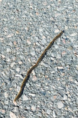 The pine processionary (Thaumetopoea pityocampa). Caterpillars of the fluffy pine fruitworm they line up on a forest road in Greece.   clipart