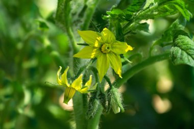Sebze bahçesindeki sarı domates çiçekleri. Seçici odak.