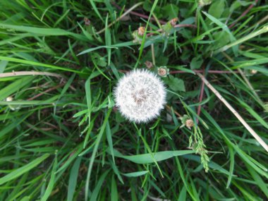Bahçedeki yeşil çimlerin üzerinde beyaz karahindiba