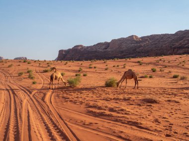 Wadi rum çöl, jordan