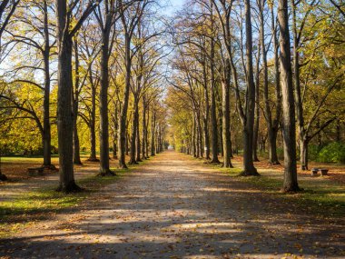 Yaprakları dökülmüş sonbahar parkı