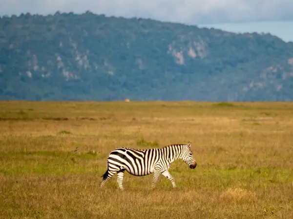 Zebra çimenlerde otluyor.
