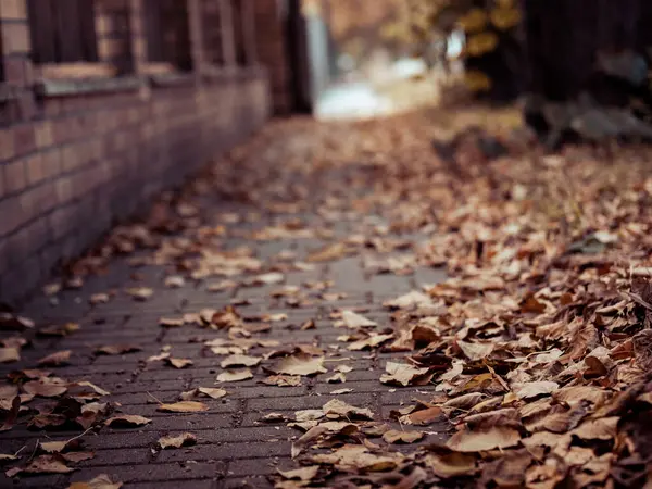 Şehirdeki sonbahar parkı