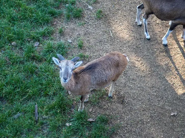 Genç bir geyik çimenlerde otluyor.