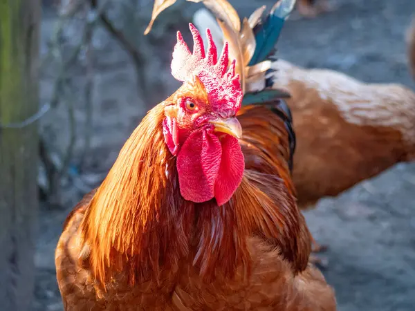 Horozun portresini kapat