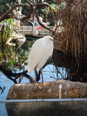 Gölette beyaz leylek