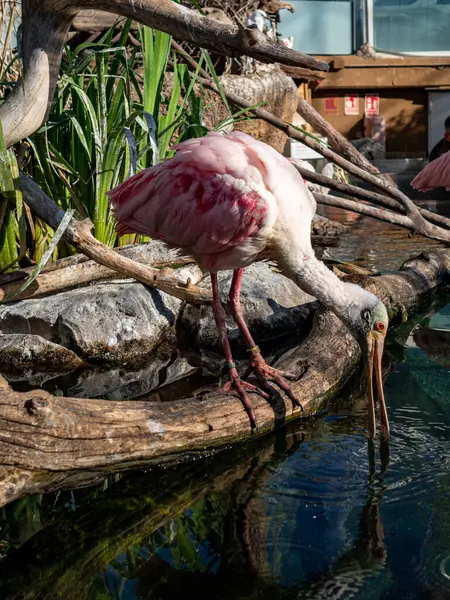 Flamingo bir hayvanat bahçesi