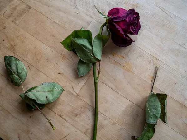 kırmızı gül ve kuru yapraklar yerde.