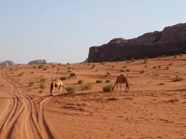 sahara Çölü'nde Develer