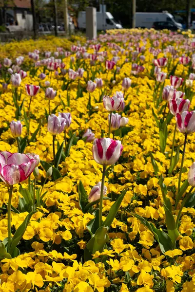 Bahçedeki renkli laleler