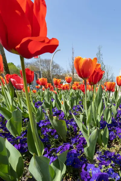 Parkta kırmızı laleler, bahar zamanı.