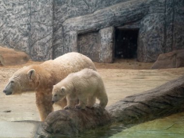 Hayvanat bahçesindeki kutup ayısı