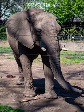 Prag 'da hayvanat bahçesindeki fil