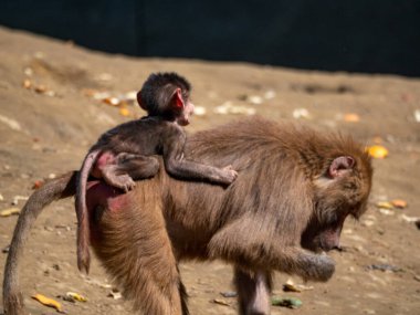 Hayvanat bahçesindeki maymun