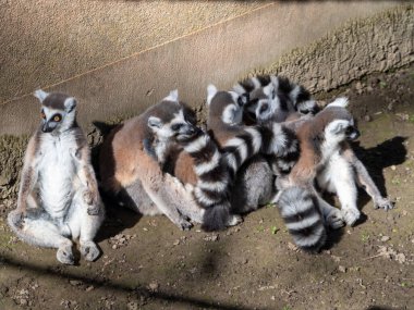 Hayvanat bahçesindeki vahşi lemur