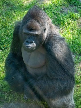 Hayvanat bahçesindeki bir gorile yaklaş.