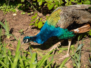 Yeşil tüylü güzel vahşi tavus kuşu