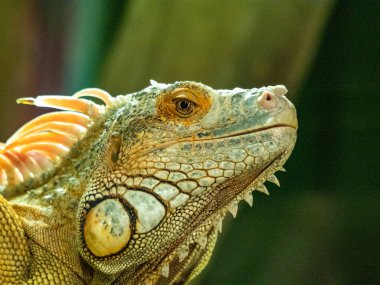Yaklaş - Yetişkin bir yeşil iguana, iguana, iguana.