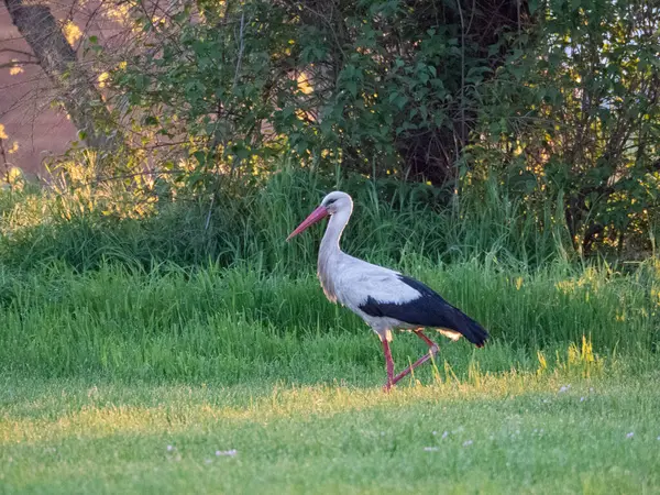 Çimlerde beyaz leylek