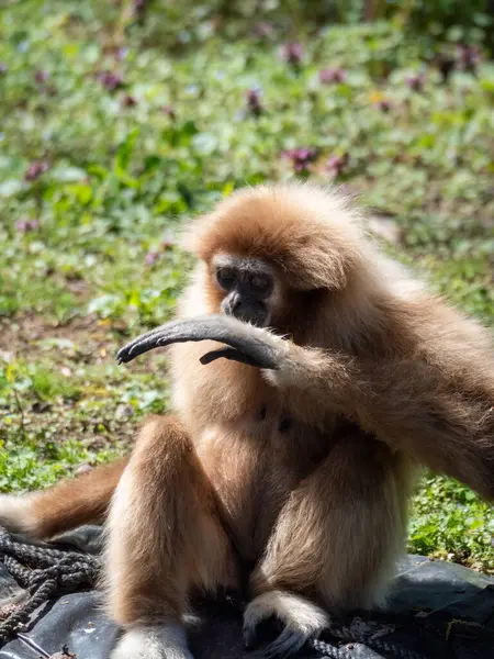 Ormanda uzun kuyruklu maymun