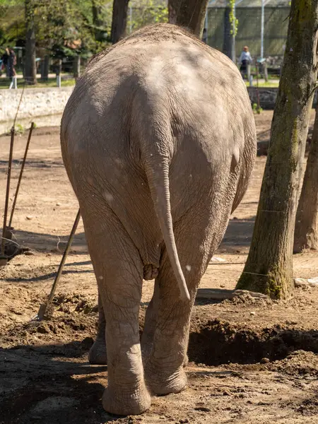 Hayvanat bahçesinde fil yürüyor. Büyük fil familyasında fil cinsinden bir fil türüdür..