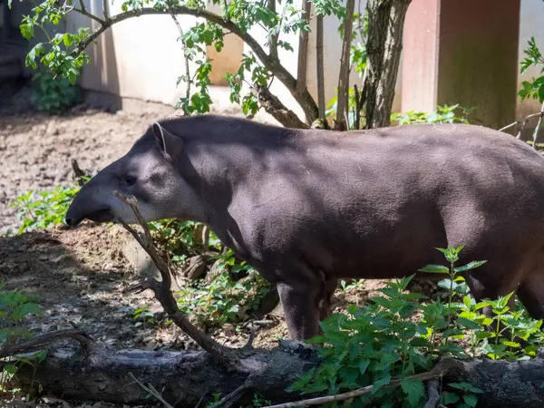 Hayvanat bahçesinde siyah bir domuz