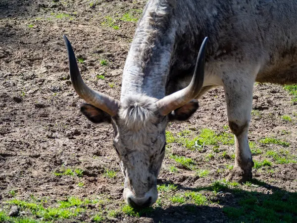 Bir inek çayırda otluyor.
