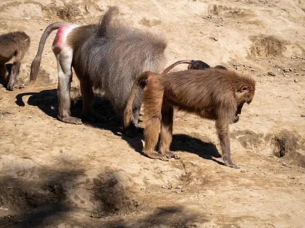 Bir grup keçi yerde.