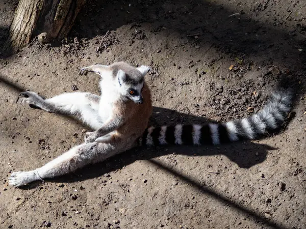 Güneşin altındaki bir hayvanat bahçesinde güzel bir lemurun yakın çekimi.