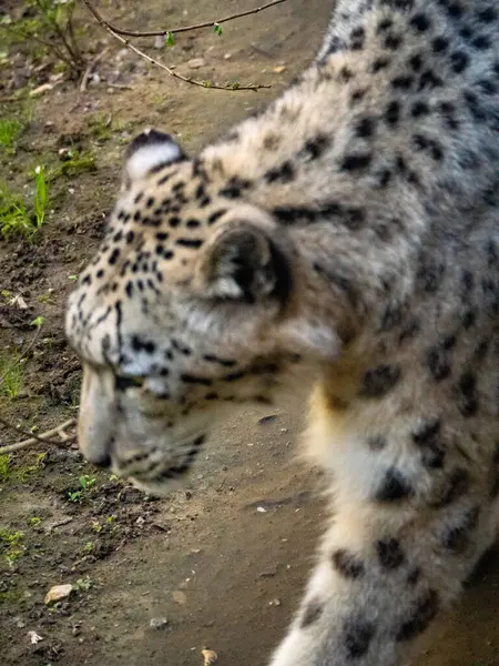Büyük gözlü leopar, yaklaş.