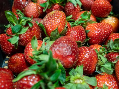 Taze olgun çilekler sepette