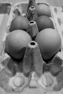 taze ve organik yumurtalar