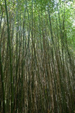 Bambu korusu, bambu korusu. Bambu koruluğu. Bambu ormanı