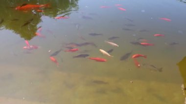 Koi balığı gölette yüzüyor.